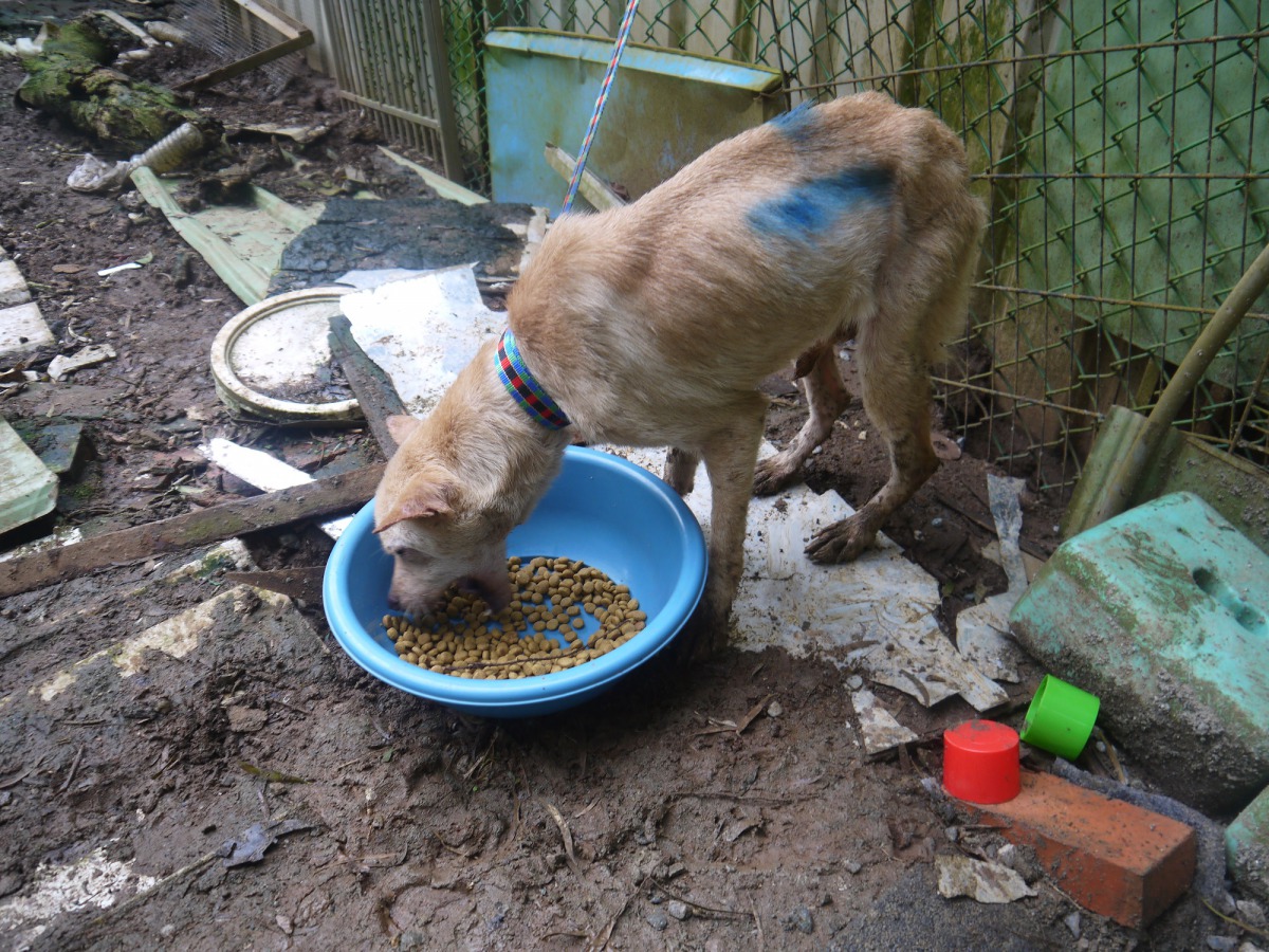 被救援出來的犬隻將安置在收容所並開放民眾認養。 TSPCA/提供