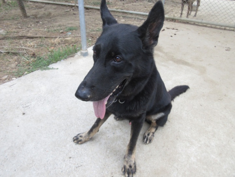 7歲的「Elko」已經從憲兵偵爆犬部隊中除役等待民眾認養。 憲兵指揮部/提供