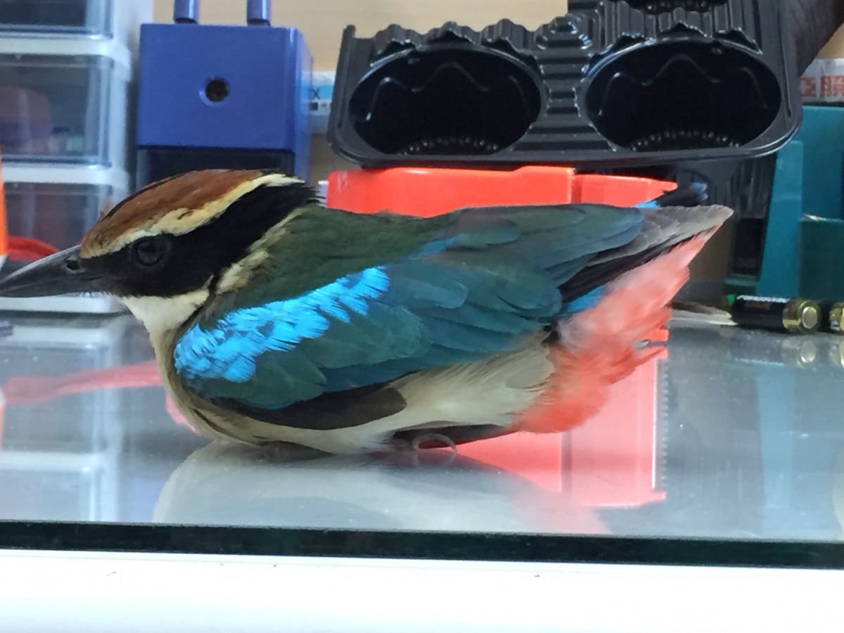 日前有一隻保育類八色鳥在聯合大學校園內落難。 聯合大學/提供