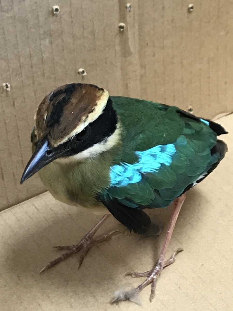 八色鳥數量稀少，希望大家一同來守護。 聯合大學/提供