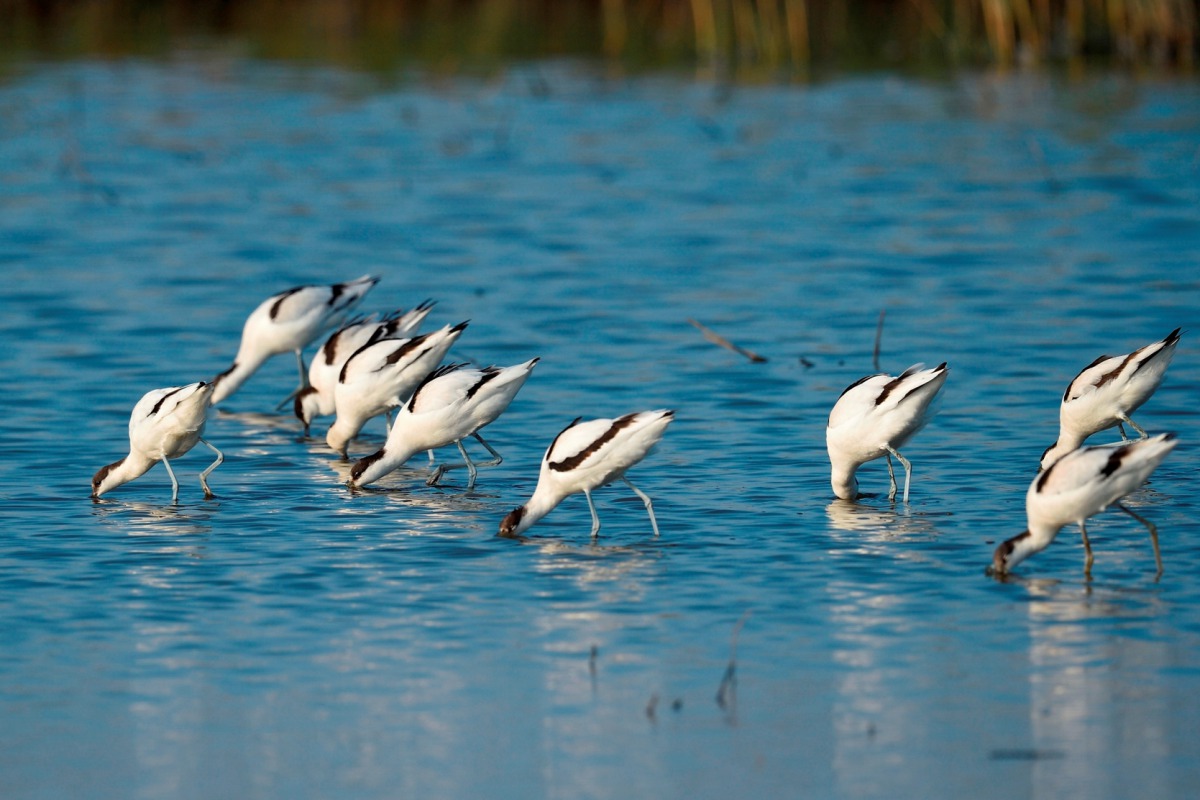 反嘴鴴也是鰲鼓溼地常見的冬候鳥。 嘉義林管處/提供