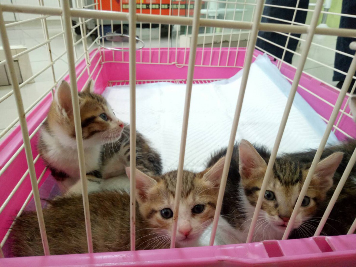 新北市愛心認養小棧去年幫上千隻犬貓找到家。 新北市動保處/提供