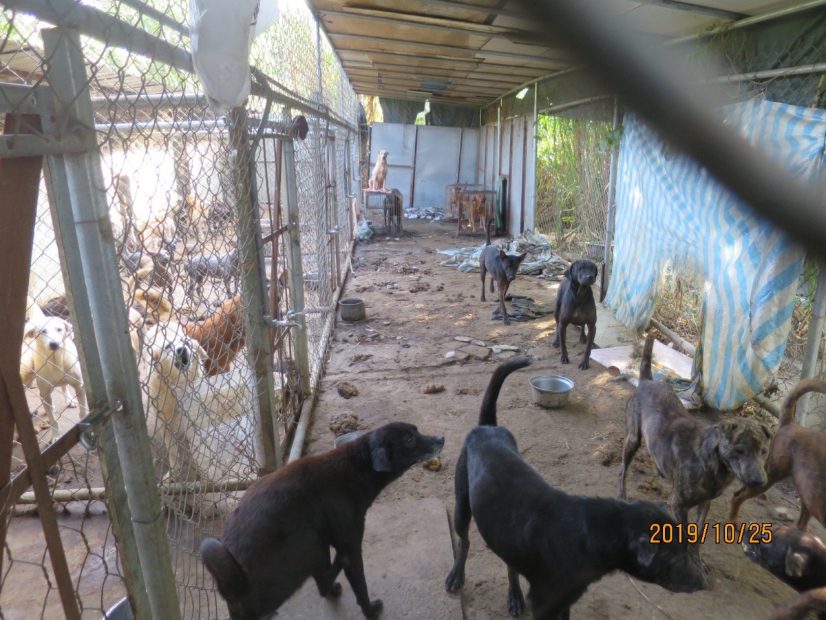 台中東勢一處私人狗場被爆出不當飼養,場內犬隻生活在髒亂的環境中。 台中市動保處/提供
