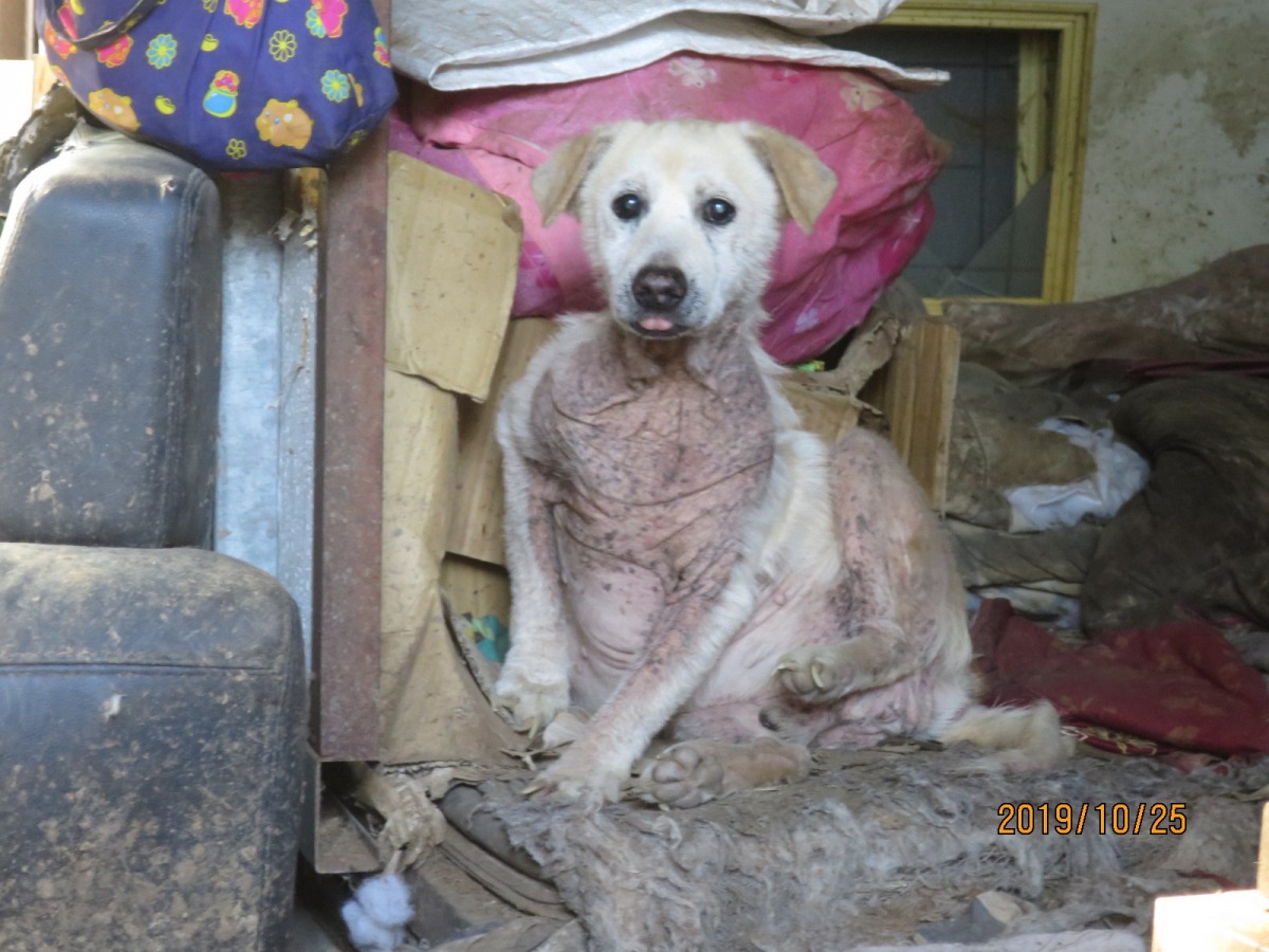 狗場內多隻犬隻患有皮膚病。 台中市動保處/提供
