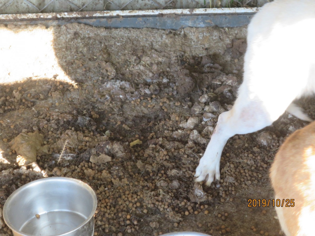 狗場內環境髒亂不堪。 台中市動保處/提供