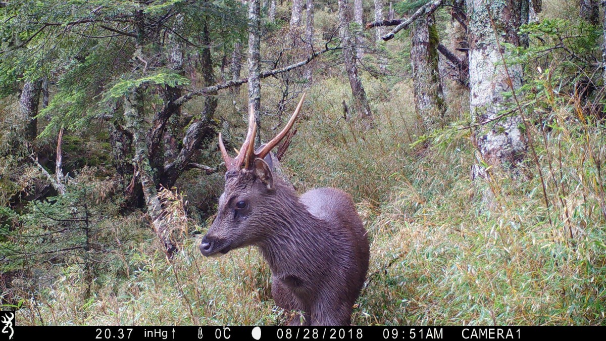 研究顯示臺灣水鹿會取食登山活動遺留廚餘。 太魯閣國家公園管理處/提供