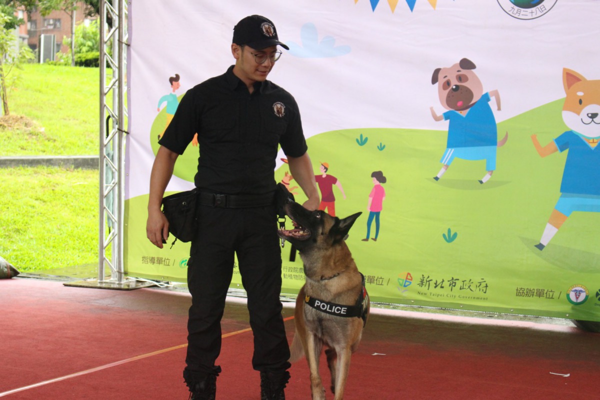 新北市警犬隊訓犬員帶著警犬展現絕活。 姚崇仁/攝