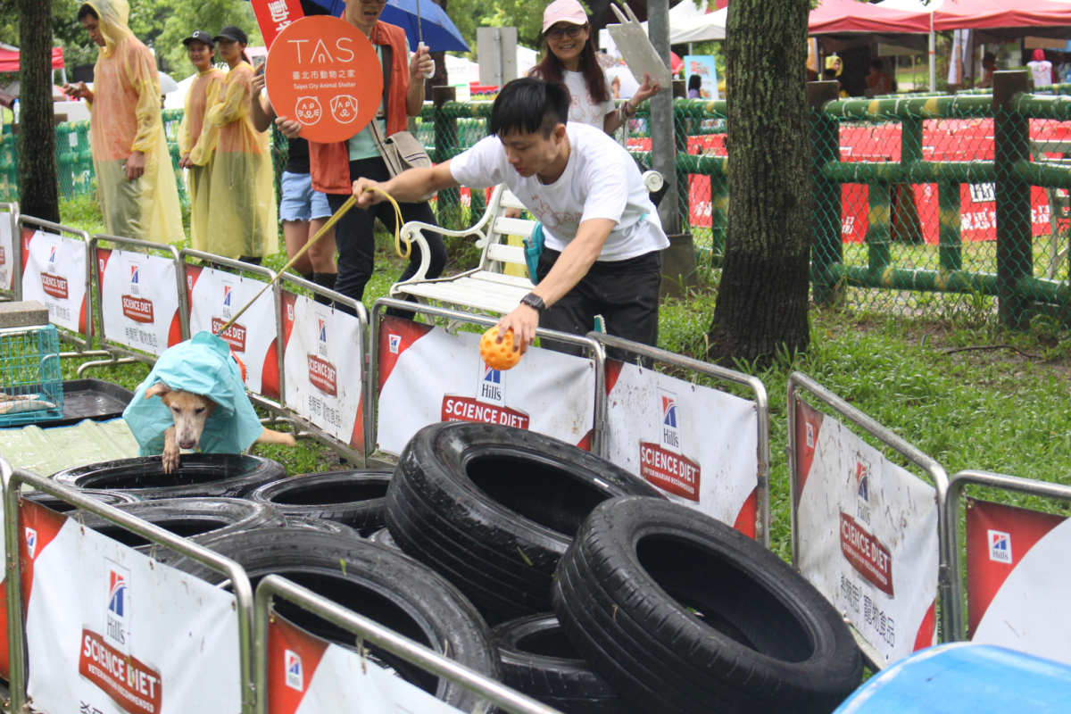 台北市動物之家的收容犬「momo」前來挑戰障礙賽。 姚崇仁/攝