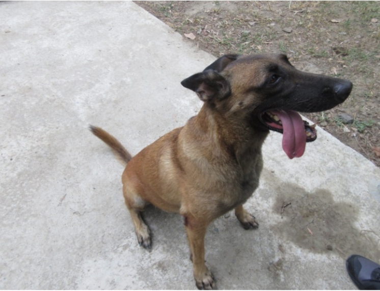 7歲的「Nina」已經從憲兵偵爆犬部隊中除役等待民眾認養。 憲兵指揮部/提供