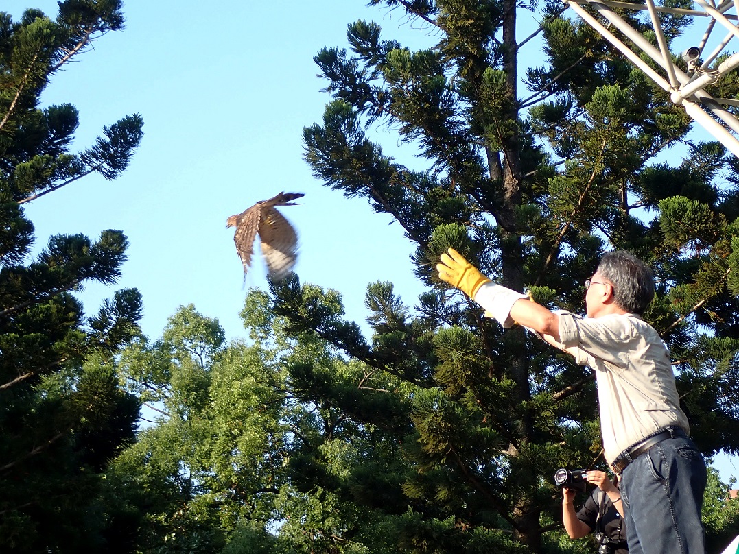 一隻疑似發生車禍受傷的鳳頭蒼鷹，於昨(17)日回到大安森林公園進行野放。大安森林公園之友基金會/提供