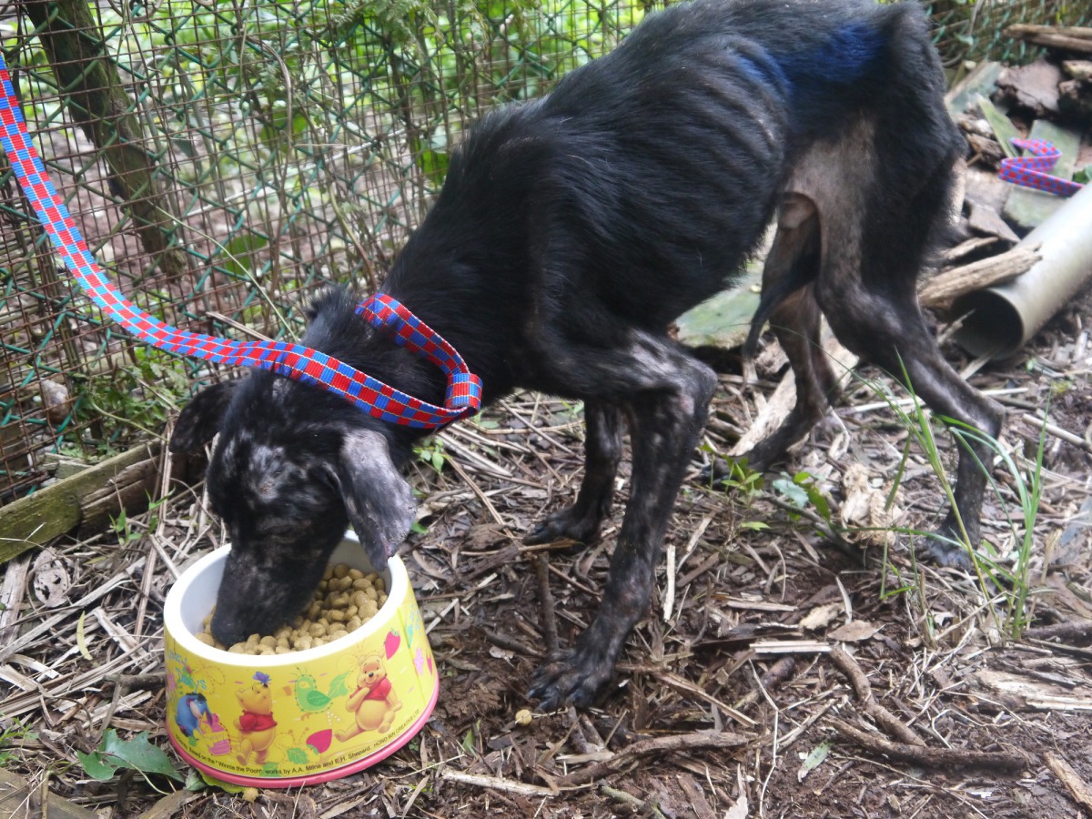 狗場內瘦成皮包骨的狗狗吃著工作人員給的飼料。 TSPCA/提供