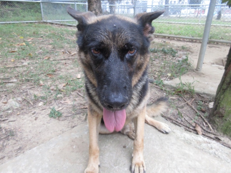 7歲的「Rasko」已經從憲兵偵爆犬部隊中除役等待民眾認養。 憲兵指揮部/提供