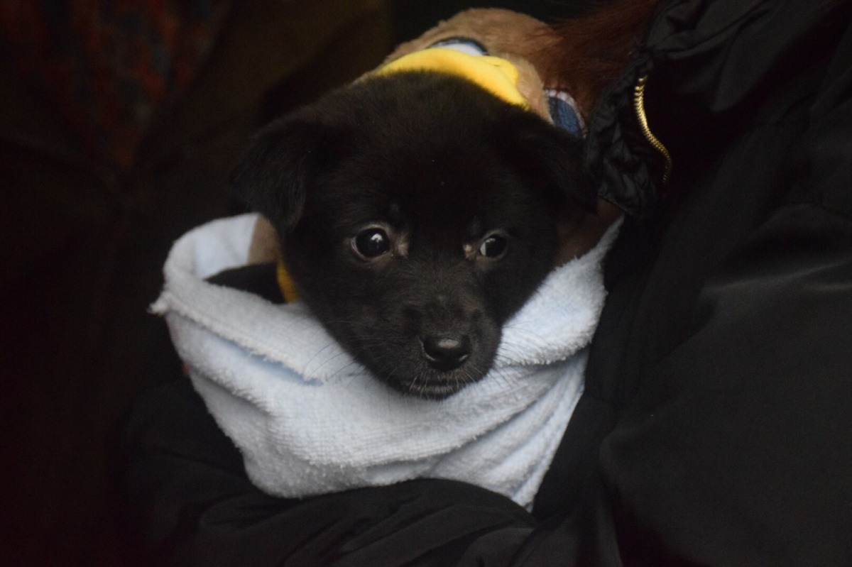 大學里義賣園遊會有幼犬認養的活動。 姚崇仁/攝