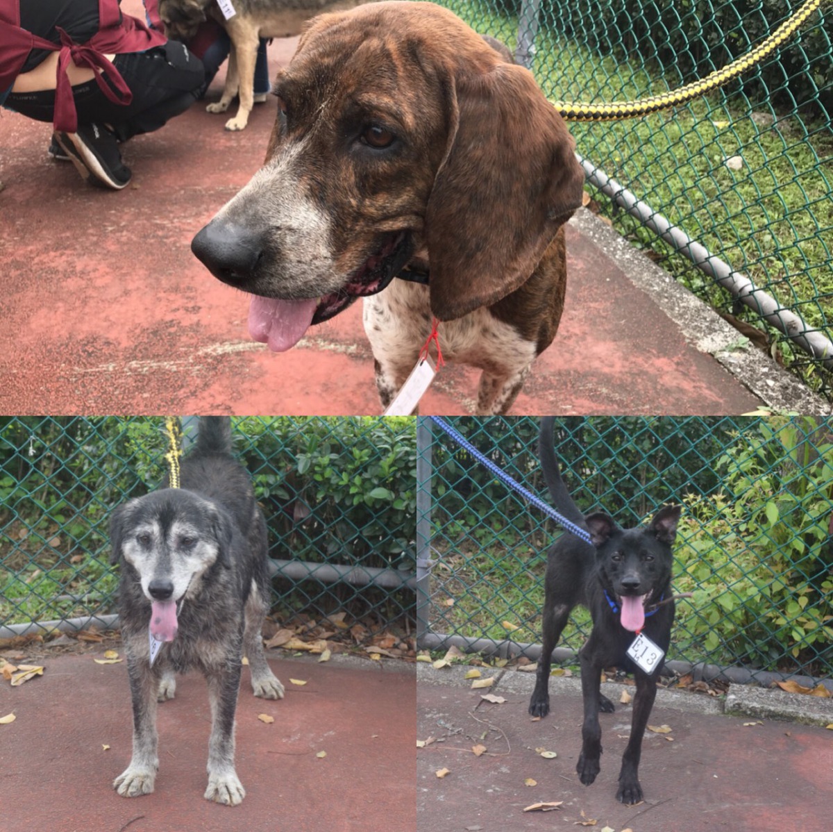 即便是米克斯也是有牠的可愛之處，有興趣的民眾可以前往收容所認養。 姚崇仁/攝