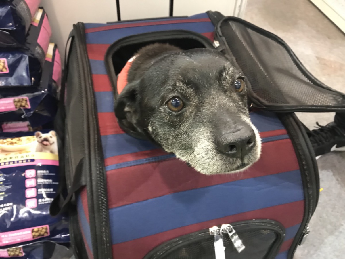 公關犬「桔子糖」會出沒在寵物展上與大家同樂。 姚崇仁/攝