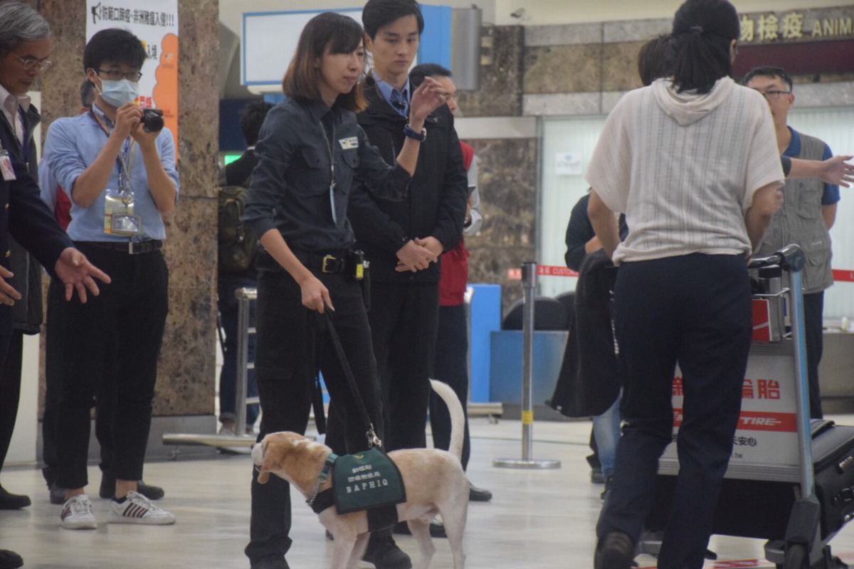 小港機場的檢疫犬「Dos」在進行旅客行李檢疫演習。 姚崇仁/攝