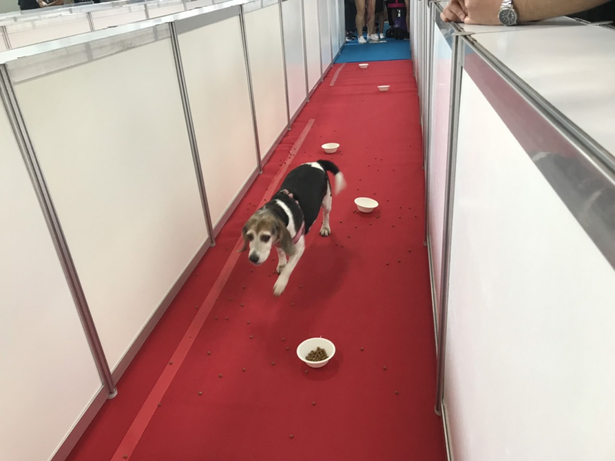 「狗狗美食障礙賽」趣味性十足,吸引許多飼主帶著毛孩前來參賽。 姚崇仁/攝