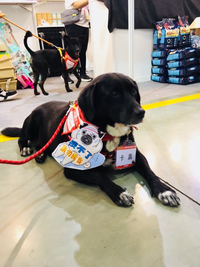公關犬「卡農」也會出沒在寵物展上。 APA/提供