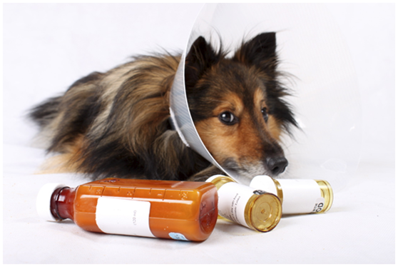 台灣目前獸醫師使用人藥治療毛小孩仍不合法。 台灣動物新聞網資料照片 取自/pixabay