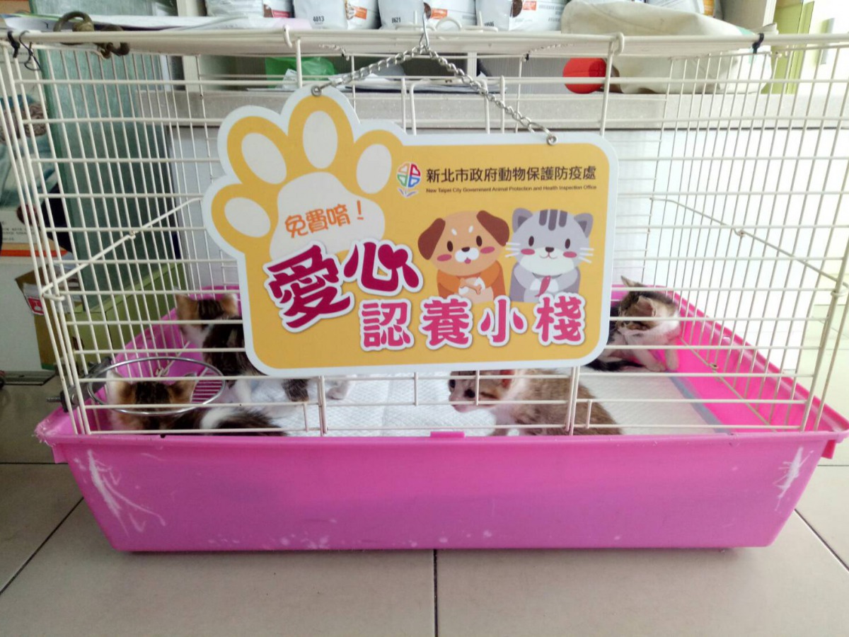 愛心認養小棧高流浪犬貓被認養的機會，也可以藉此將犬貓認養不棄養的風氣散播出去。 新北市動保處/提供