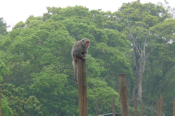 台灣獼猴降級與否要經「野生動物諮詢委員會議」討論過後才有譜。資料照，何宜/攝