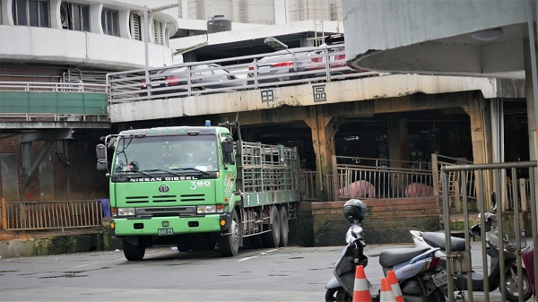 從新北市肉品市場門口拍攝,可看到從貨車被趕下的豬。蔡育琳/攝