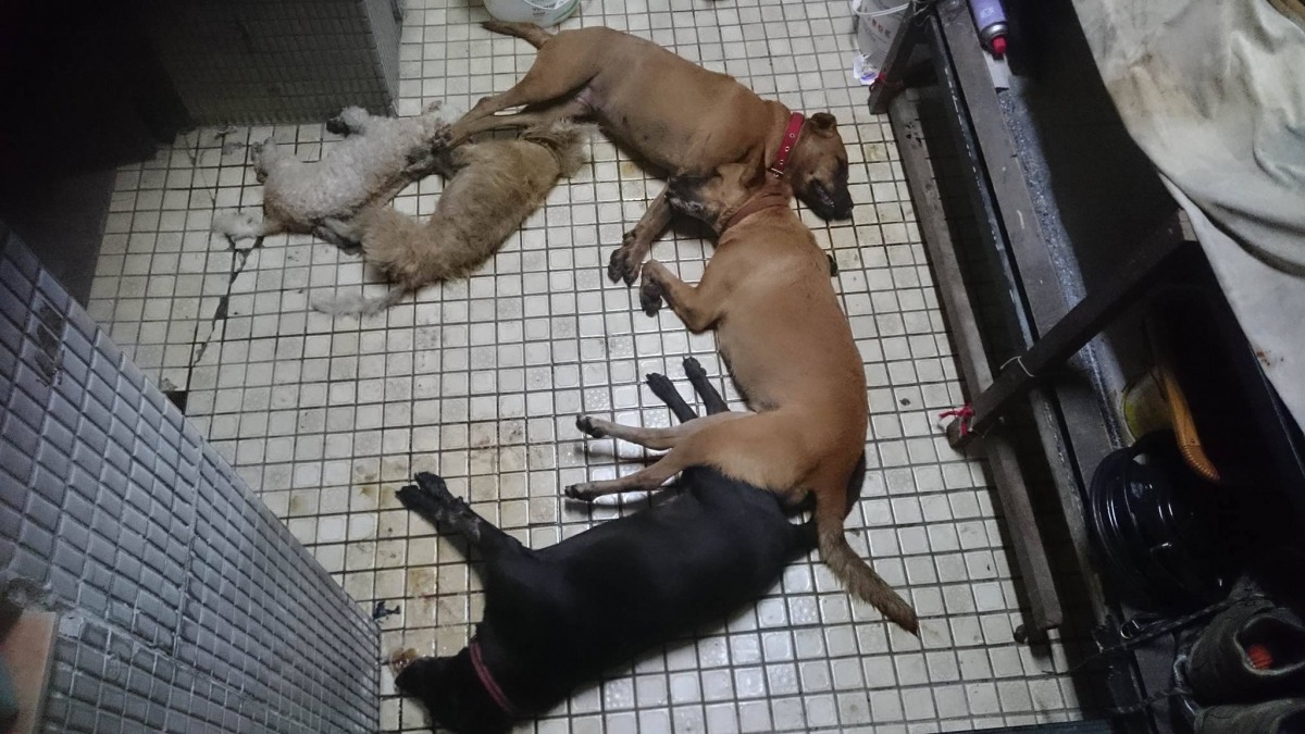 在家門前花圃被毒死的5隻狗。林姓飼主/提供。