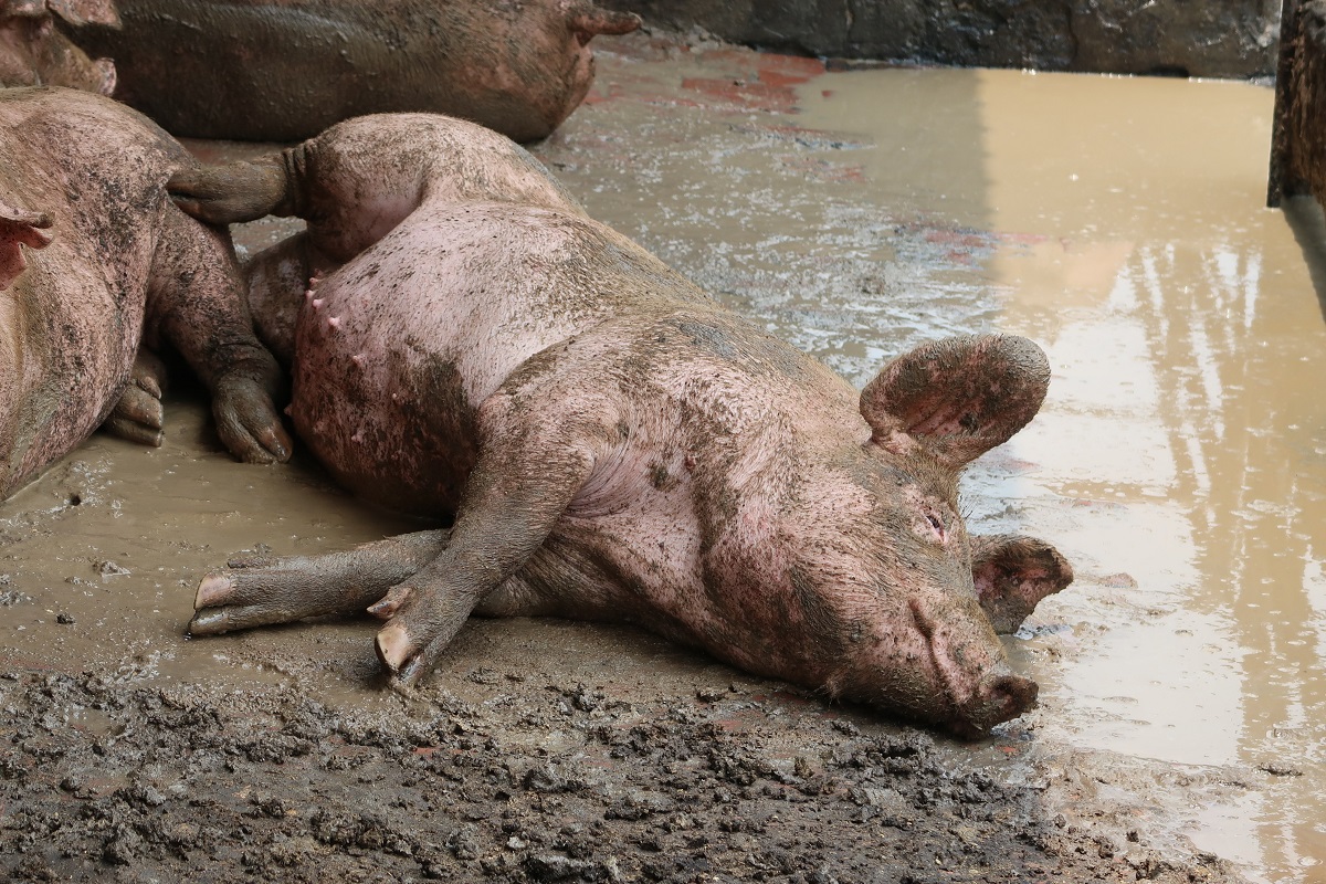 愛乾淨的豬，在夏季高溫中因為缺水，倒臥在自己與同伴的糞水中。　台灣動物社會研究會/提供