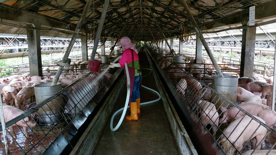 台糖公司今日下午於臉書張貼之「養殖同事平常作業」照片，與動社上週所拍攝到的狀況落差極大。　取自台糖粉絲團