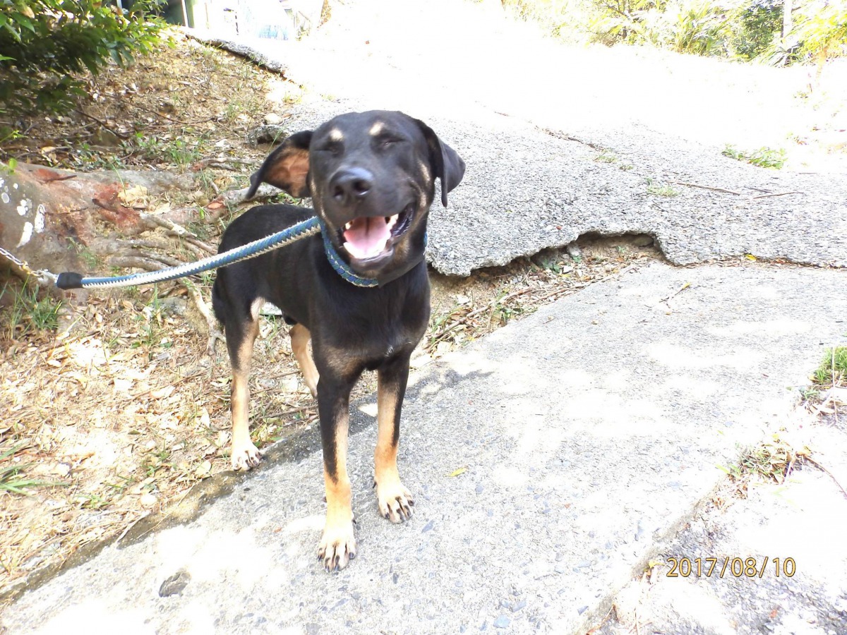 被棄養的犬隻目前已開放領養，正在等待有緣人出現。  基隆市動物保護防疫所/提供