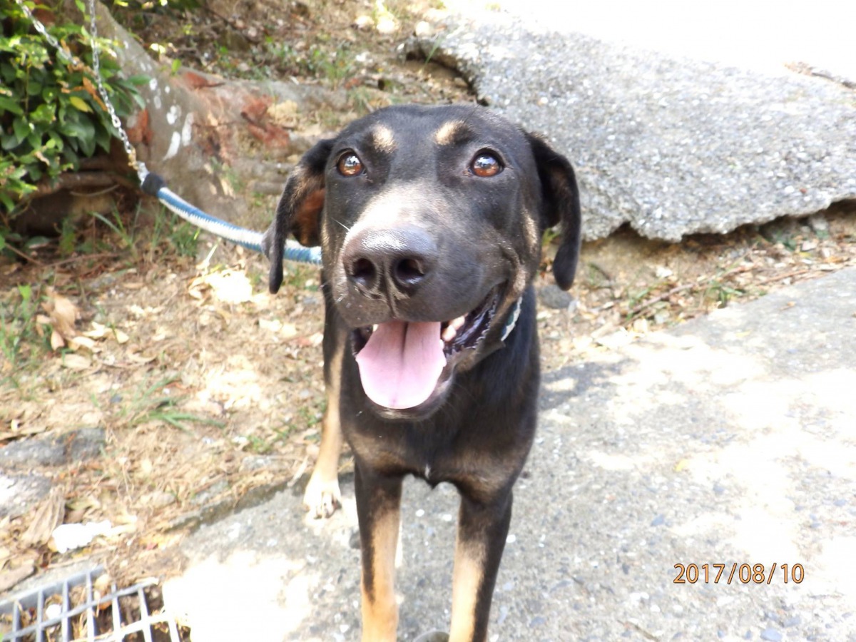 狗兒相當親人，卻被飼主無情拋棄。  基隆市動物保護防疫所/提供