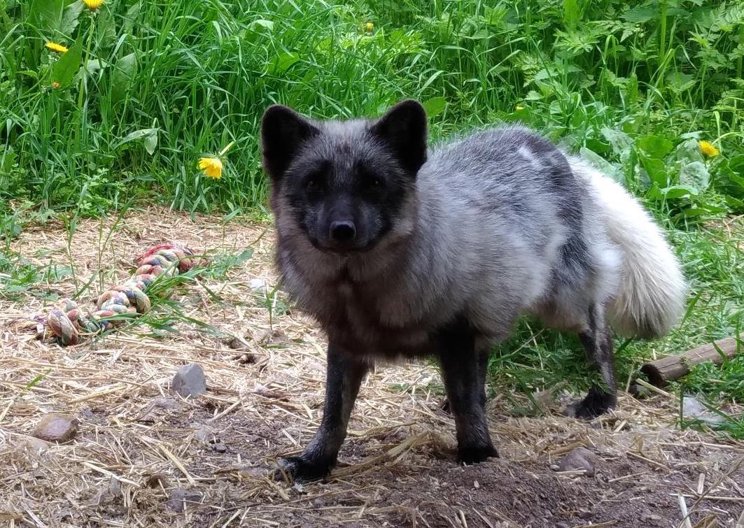 正常體型的藍狐。藍狐是為了皮草顏色人工刻意培育出的物種，所以並沒有「野生藍狐」存在。圖為從養殖場脫逃、後被送入芬蘭農場動物收容所Tuulispää的藍狐「夢」，夢的前腳向外彎曲成外八狀，是待過養殖場的證明。 行動亞洲/提供