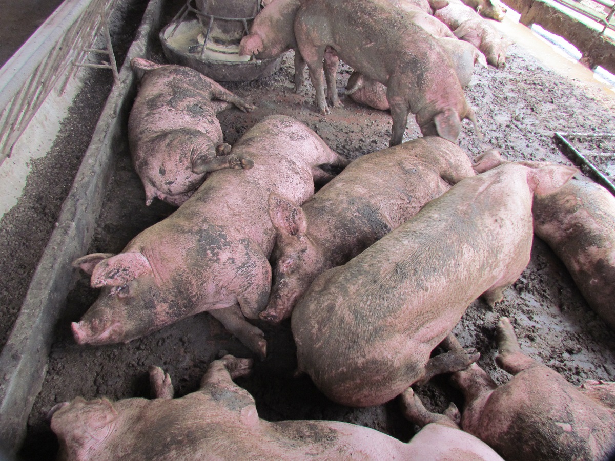 四林種豬繁殖場工作人員坦承，豬隻的暴斃死亡數已漸漸攀升。　台灣動物社會研究會/提供