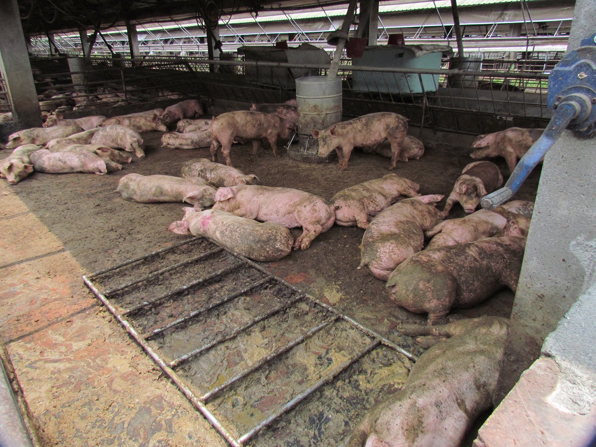 台灣動物社會研究會21日前往台糖「四林種豬繁殖場」查看豬隻缺水狀況，看見大量豬隻渾身糞便倒臥畜舍中。　台灣動物社會研究會/提供