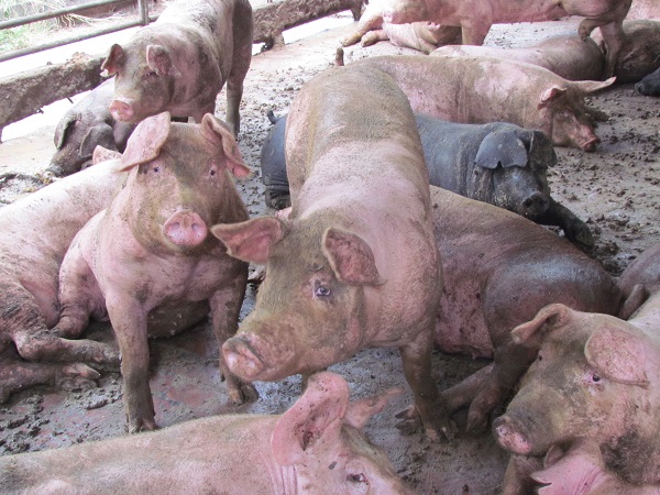 豬出現像狗一樣的坐姿，是不舒服的表現！　台灣動物社會研究會/提供