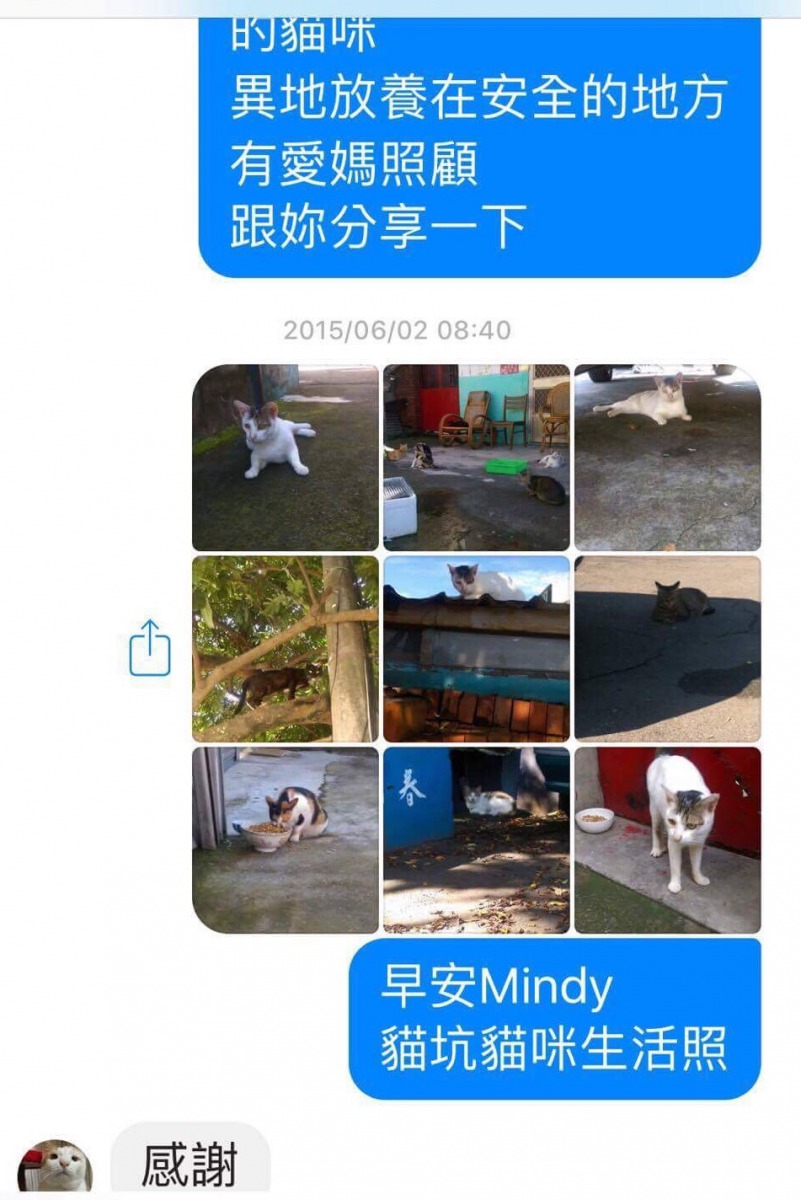 盛珊珊曾向檢舉她的協會分享貓村貓咪之照片，並表示有愛媽在照顧貓。  盛珊珊/提供