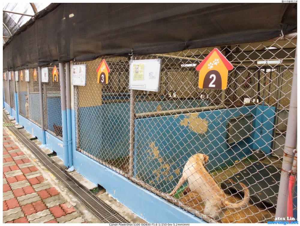 過去台中市南屯動物之家犬舍完全開放的環境，缺乏給狗的躲藏空間。  台中市動保處/提供